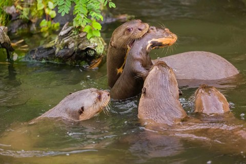 An adult giant otter or giant river otter (Pteronura brasiliensis) carries a 2-month-old juvenile