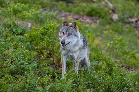 One adult male eurasian gray wolf (Canis lupus lupus) running through the green undergrowth at a