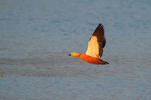 Ruddy Shelduck (Tadorna ferruginea) flying, North Rhine-Westphalia, Germany