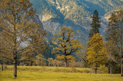 Maple trees with autumn leaves, autumn landscape in Rißtal, Großer Ahornboden, Engalpe, Eng,