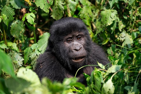 Mountain gorilla (Gorilla berengei berengei), Bwindi Impenetrable National Park, Uganda