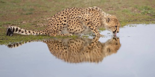 Cheetah (Acinonyx jubatus) drinking at waterhole, Castile-La Mancha, Spain