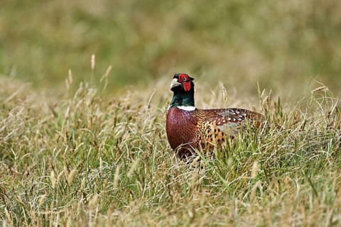 Pheasant (Phasianus colchicus), male standing in meadow, Texel, North Holland, Netherlands