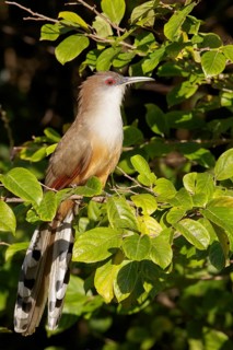 Great Lizard Cuckoo (Coccyzus merlini) perched on a branch in Cuba