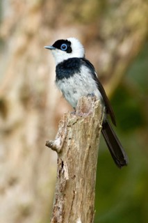 Pied Monarch (Arses kaupi), Queensland, Australia