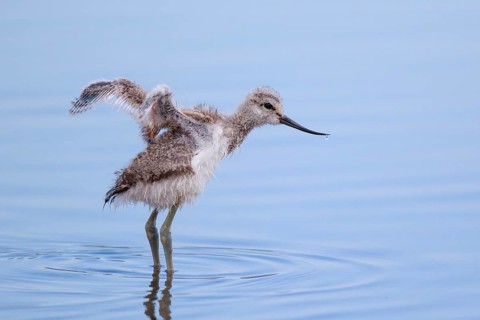 Pied Avocet (Recurvirostra avosetta) juvenile flapping, Lesvos, Greece