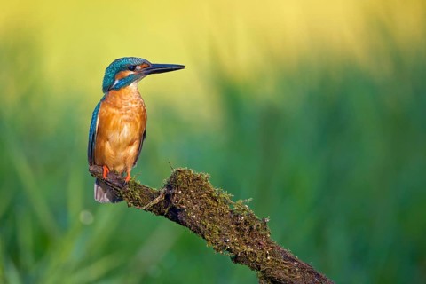 Common Kingfisher (Alcedo atthis) male, Saxony-Anhalt, Germany