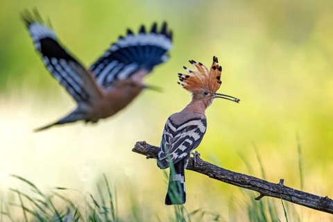 Eurasian Hoopoe (Upupa epops) with food in beak, Saxony-Anhalt, Germany