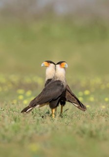 Northern Crested Caracara (Caracara cheriway) pair, Texas, USA