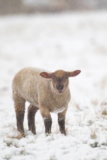 Domestic sheep (Ovis aries) juvenile baby lamb farm animal in a snow covered field in winter,