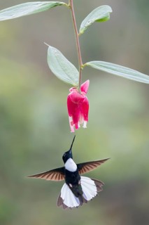 Collared Inca (Coeligena torquata) flying while feeding at a flower in Colombia, South America