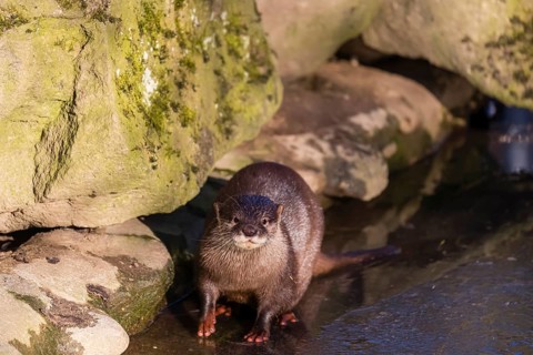 One oriental small-clawed otter or Asian small-clawed otter (Aonyx cinerea), stands on the ice of a