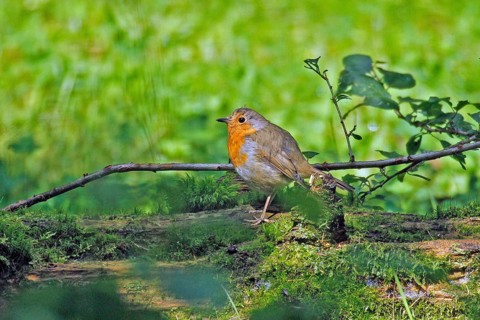 Robin (Erithacus rubecula), Arnsberg, North Rhine-Westphalia, Germany