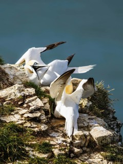 Northern Gannet, Morus bassanus, birds on cliff