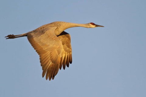 Sandhill Crane (Antigone canadensis) flying, New Mexico, USA