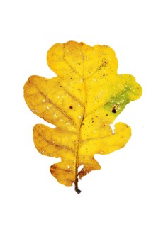 Autumn coloured leaf of an oak tree (Quercus), tree, free-standing, Vechta, Lower Saxony, Germany