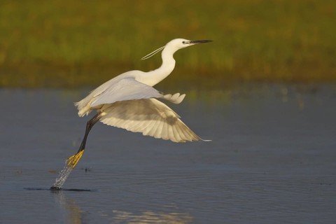 Little Egret (Egretta garzetta) flying, Greece