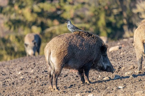 A jackdaw (Coloeus monedula) sits on the back of a wild boar (Sus scrofa)