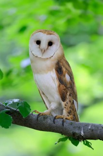 Barn owl (Tyto alba), adult, alert, on tree, Šumava, Czech Republic