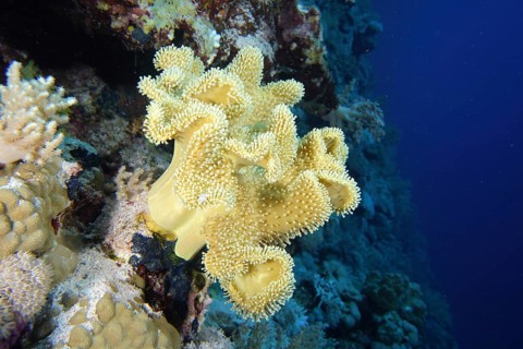 Rough leather coral (Sarcophyton glaucum)