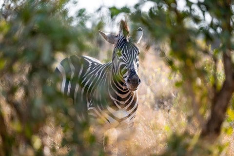 Plains zebra (Equus quagga), adult, between bushes, Kruger National Park, South Africa
