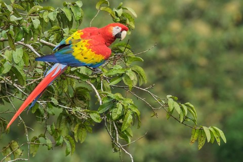 Scarlet Macaw (Ara macao) perched on a branch in Costa Rica
