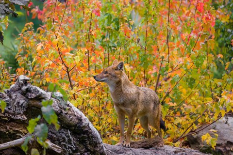 One golden jackal (Canis aureus) stands on a fallen tree trunk. Behind him is a tree in intense