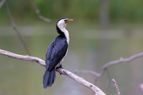 Little Pied Cormorant (Microcarbo melanoleucos), Victoria, Australia
