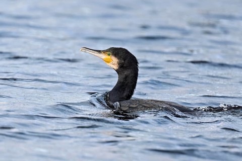 Cormorant (Phalacrocorax carbo), swimming, Switzerland