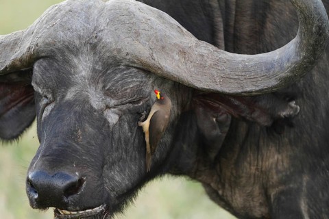Yellow-billed Oxpecker (Buphagus africanus), Masai Mara, Kenya