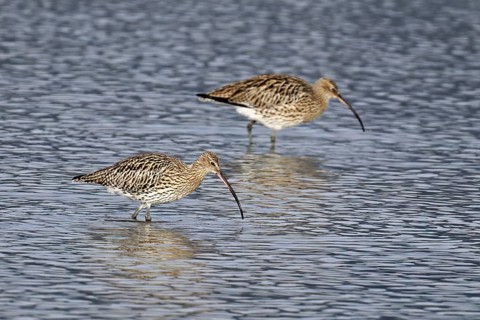 Two Eurasian curlews (Numenius arquata), foraging, Klingnauer Stausee nature reserve, Canton
