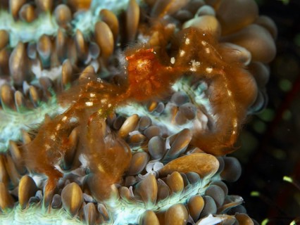 An orang-utan crab (Achaeus japonicus) on a coral, dive site Gondol East, Penyapangan, Bali,