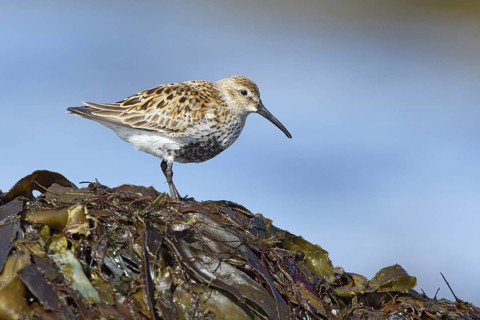 Dunlin (Calidris alpina), Myvatn, Iceland