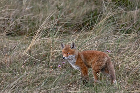 On our day of departure we visit the red fox pups (Vulpes vulpes) again, which we can only observe