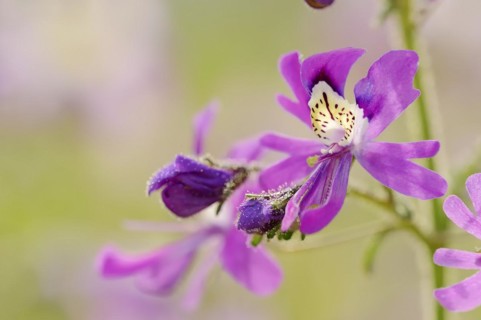 Butterfly flower (Schizanthus pinnatus), flower, ornamental plant, North Rhine-Westphalia, Germany