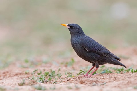 Spotless Starling - Einfarbstar - Sturnus unicolor, Morocco, adult