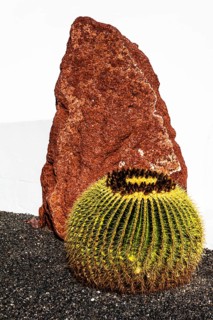 Cacti, Lanzarote, Canary Islands, Spain