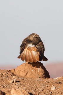 Long-legged Buzzard (Buteo rufinus cirtensis), Morocco