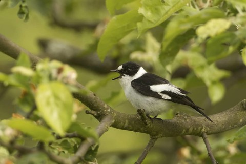 Collared Flycatcher (Ficedula albicollis), Baden-Wuerttemberg, Germany