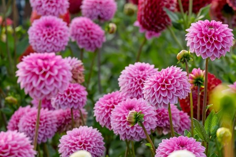 Dahlia bed, Münsterland, North Rhine-Westphalia, Germany