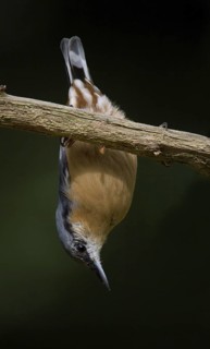 Eurasian Nuthatch (Sitta europaea), Utrecht, Netherlands