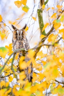 Long-eared Owl (Asio otus) perched in a birch tree, Rhineland-Palatinate, Germany