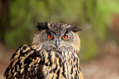 Eurasian Eagle-owl (Bubo bubo), adult, portrait, alert, Rhineland-Palatinate, Germany