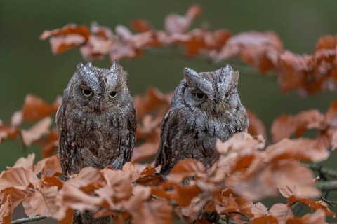 Two Eurasian scops owls (Otus scops)sitting on a twig of a beech tree, embedded in brown leafs