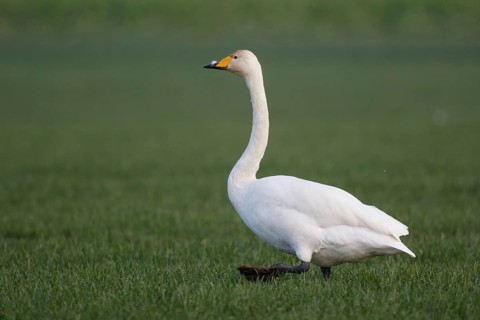 Whooper Swan (Cygnus cygnus), North Rhine-Westphalia, Germany