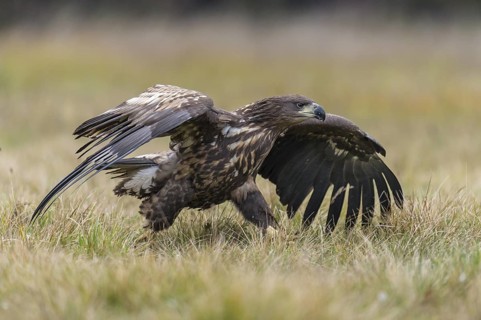 White-tailed Eagle (Haliaeetus albicilla), Kutno, Poland