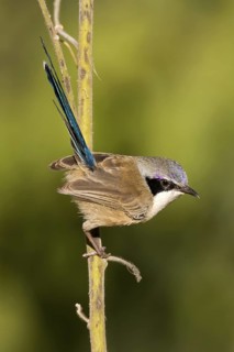 Purple-crowned Fairywren (Malurus coronatus) male, Western Australia, Australia