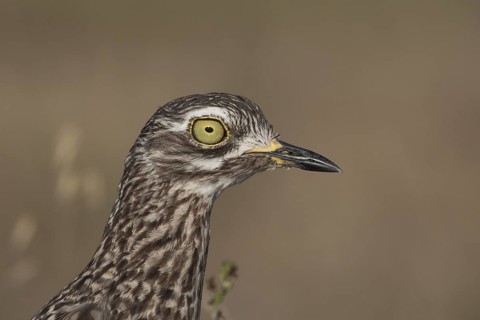 Kaptriel (Burhinus capensis), South Africa