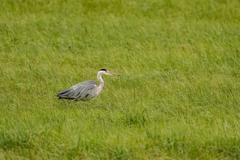 Grey heron (Ardea cinerea), Vulkaneifel, Rhineland-Palatinate, Germany
