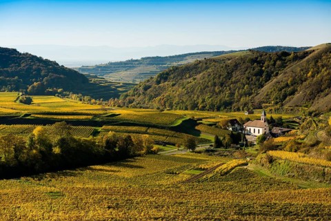 Hilly landscape and vineyards in autumn, near Vogtsburg, Kaiserstuhl, Baden-Württemberg, Germany